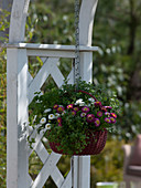 Hanging basket with herbs and flowers with edible blossoms