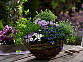 Self woven basket planted with herbs and spring flowers