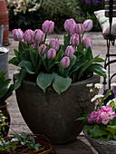 Tulipa 'New Design' (Triumph Tulip)