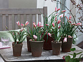 Tulipa clusiana 'Lady Jane' (Wildtulpen, Botanische Tulpen)