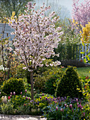 Spring bed Prunus incisa 'Kojo-no-mai'