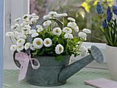 Small galvanized watering can as a plant pot for Bellis
