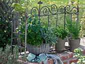 Pots and basket planted with herbs on brick wall