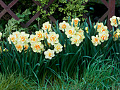 Narcissus 'Tahiti' (Narzissen) gelb-orange gefüllte Blüten