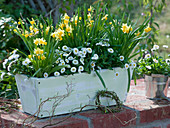 White wooden box with Narcissus 'Tete a Tete' and Bellis