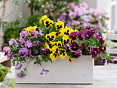 Viola wittrockiana (pansy) in white wooden box