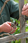 Pruning on Vitis vinifera (wine)