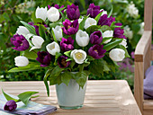 Bouquet of Tulipa 'Christmas Dream' white, 'Attila' purple