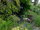 Arbour with Rosa 'Violet Blue' (climbing rose), single flowering