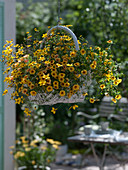 White wicker basket planted as a hanging basket