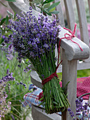 Frisch geernteter Strauß aus Lavandula (Lavendel)