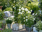 White terrace, Lilium longiflorum 'Gelria', Solanum