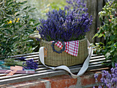 Freshly harvested lavandula (lavender) in picnic basket