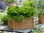 Petroselinum 'moss-ruff' (parsley) in square basket