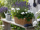 Lavandula 'Hidcote Blue' (lavender), Pelargonium zonal