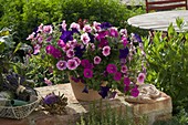 Petunia Porch 'Dark Blue' 'Magenta' 'Rose Vein' mixed planted