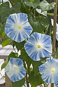 Morning Glory Tricolor 'Flying Saucers'