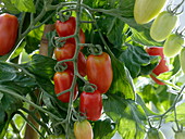 Lycopersicon 'Caprese' syn. 'Mini-San Marzano' (längliche Mini - Tomaten)