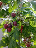 Rubus 'Sanibelle' (raspberry)