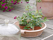 Rose cuttings in small pots, seed bell