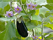 Solanum melongena 'Picola' (mini eggplant), fruit and flowers