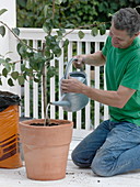 Transplant pear tree into terracotta tubs
