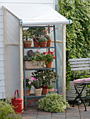 Mobile rain cover for succulents, cactuses and geraniums