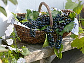 Freshly harvested grapes (Vitis vinifera) in Henkel basket