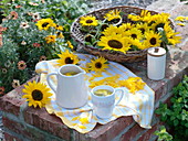 Sonnenblumenköpfe für Tee geerntet