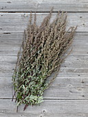 Freshly harvested mugwort (Artemisia vulgaris)