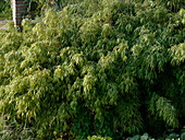 Sinarundinaria murielae syn. Fargesia murielae (bamboo)