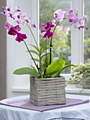 Orchideen im eckigem Weidenkorb vor der Fensterbank
