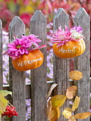 Small pumpkins with message hanging on fence