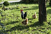 Chickens in orchard under apple tree