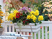 Autumn box with Chrysanthemum (autumn chrysanthemum), Cyclamen