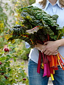 Woman with freshly harvested Swiss chard 'Bright Lights'
