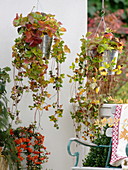 Metal buckets as hanging baskets, planted with strawberries