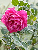Rosa 'Chartreuse de Parme' - Duftrose (Züchter Delbard), öfterblühend
