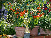 Chili 'Habanero' - orange (Capsicum chinense)
