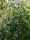 Euphorbia 'Diamond Frost' (magic snow, summer spurge)