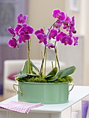 Phalaenopsis (Malayan flower, butterfly orchid)