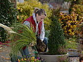 Planting an autumnal bowl with pampas grass and a box