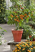 Chili 'Habanero' - orange (Capsicum chinense) gehören zu den schärfsten Chilli