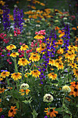 Sommerblumenbeet: Rudbeckia hirta 'Prairie Sun' (Sonnenhut), Lobelia fulgens 'Queen Victoria' (Pracht-Lobelie, Staudenmännertreu), Zinnia (Zinnien)