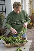 Man cutting Brussels sprouts from the stalk