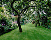 Der Garten und der gepflegte Rasen auf der Rückseite des Hauses mit alten Bramley-Apfelbäumen