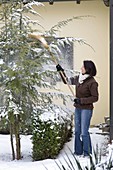 Frau schüttelt Schnee mit Besen von Tsuga canadensis (Hemlocktanne)