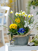 Frühling im Zimmer : Narcissus (Narzissen), Primula acaulis , elatior (Primel