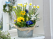 Spring in the room Narcissus, Primula acaulis, elatior