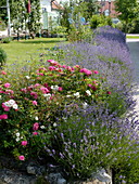 Garten eingefaßt mit einer Hecke aus Lavandula (Lavendel) und Rosa